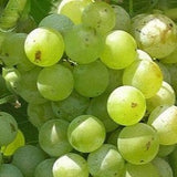 Buy Online Himrod Grape Fruit Vine For Your Home And Garden.
