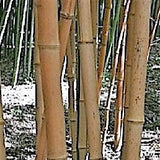 Buy Online Phyllostachys Aurea Holochrysa Bamboo For Your Garden & Hom.