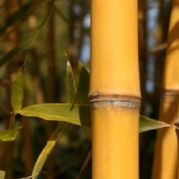 Golden Fish Pole Bamboo - 3 Gallon - Tree - Bamboo Plants - All