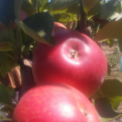Honeycrisp Apple Tree
