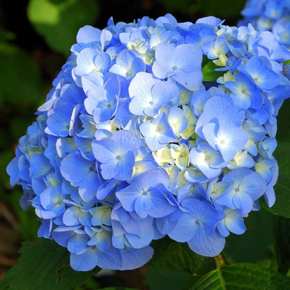 Spike Bigleaf Hydrangea Plant Live – Cold Hardy Compact Shrub – Unique Spiky Lacecap Flowers – Zone 5–9 Garden Plant