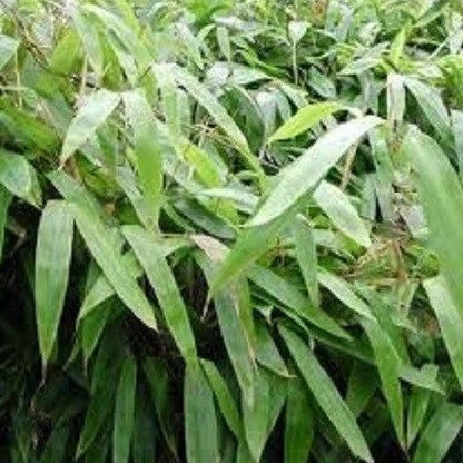 Buy Online Indocalamus Bamboo Plant For Your Home Or Garden. 