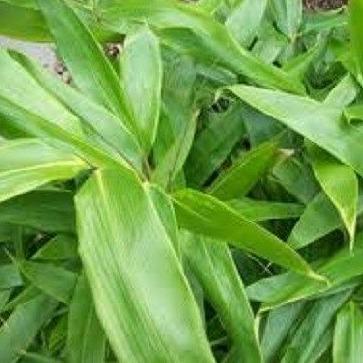 Buy Online Indocalamus Bamboo Plant For Your Home Or Garden. 