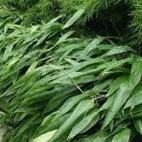 Buy Online Indocalamus Bamboo Plant For Your Home Or Garden. 