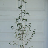 Betula Platyphylla, Japanese White Paper Birch Tree
