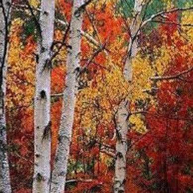 Betula Platyphylla, Japanese White Paper Birch Tree