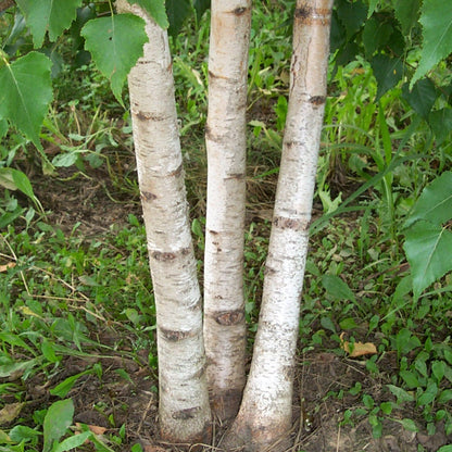 Betula Platyphylla, Japanese White Paper Birch Tree