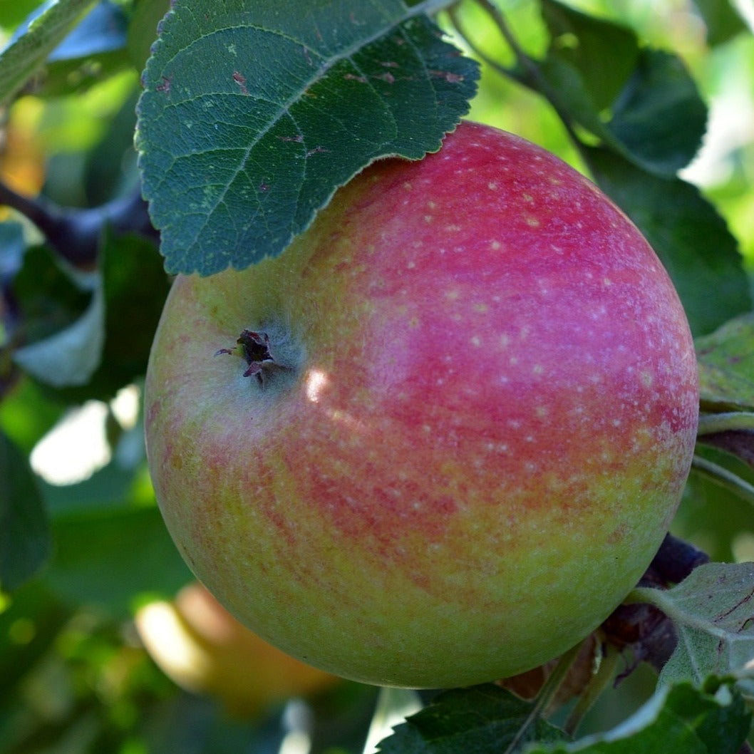 Jonagold Apple Tree