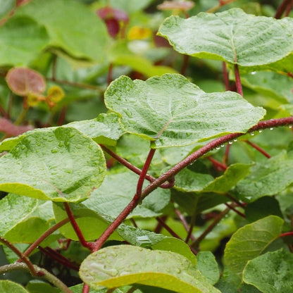 Actinidia Chinensis ‘Tomuri’ Male Kiwi