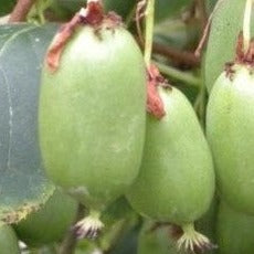 Actinidia arguta Issai, Issai Kiwi.
