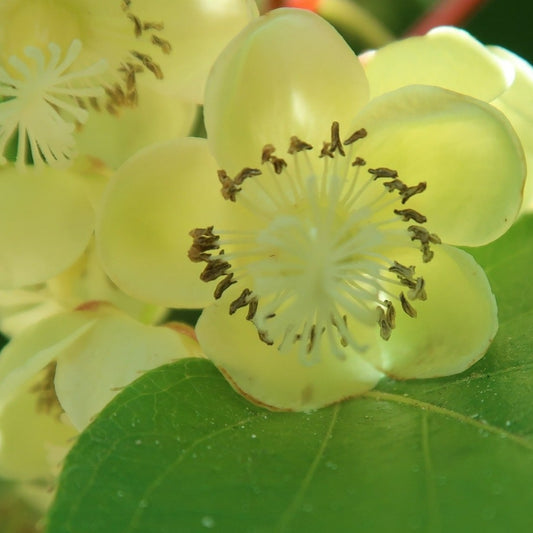Actinidia Arguta Male Hardy Kiwi