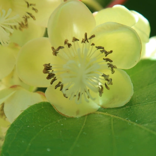 Actinidia Deliciosa Male Kiwi