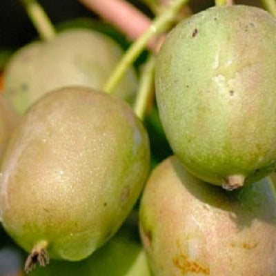 Actinidia Arguta Female Hardy Kiwi