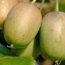 Actinidia Arguta Female, Hardy Kiwi