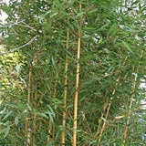 Buy Online Phyllostachys 'Lama Temple' Bamboo Plant For Your Garden.