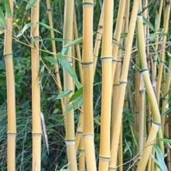 Buy Online Phyllostachys 'Lama Temple' Bamboo Plant For Your Garden.