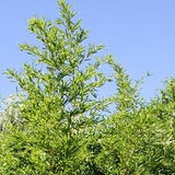 Buy Online Phyllostachys 'Lama Temple' Bamboo Plant For Your Garden.