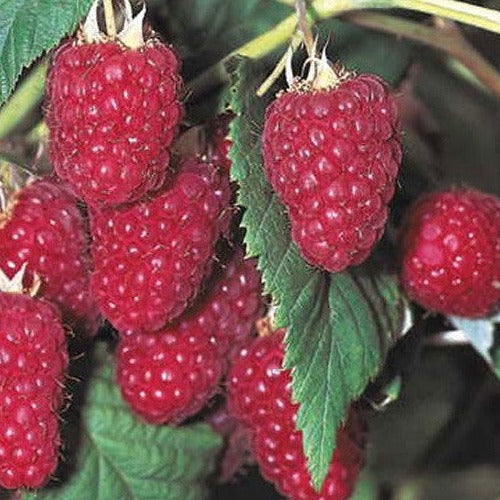 Buy Online Latham Red Raspberry Fruit Plants For Your Home And Garden ...