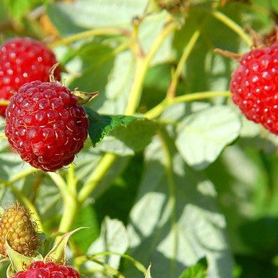 Latham Red Raspberry