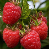 Buy Online Latham Red Raspberry Fruit Plants For Your Home And Garden ...
