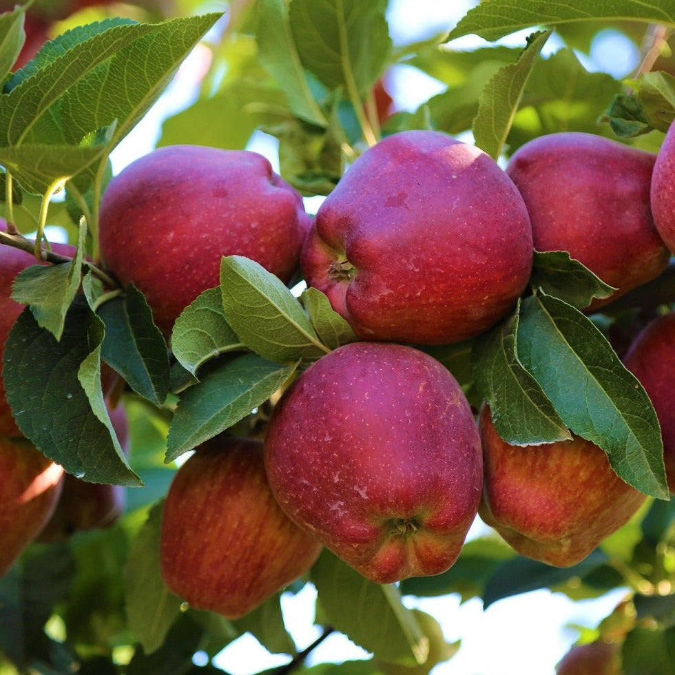 Liberty Apple Tree