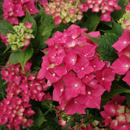 Masja Bigleaf Hydrangea Plant Live – Cold Hardy Compact Shrub – Rich Red-Pink Mophead Flowers – Zone 5–9 Garden Plant