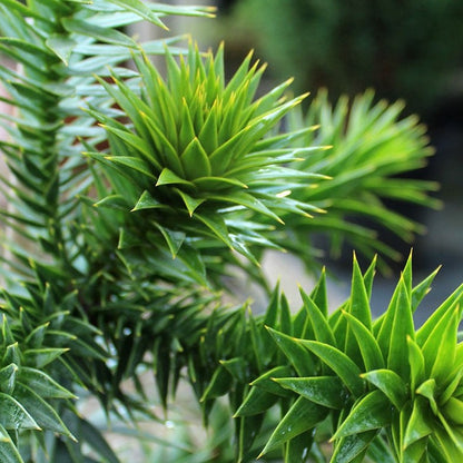 Araucaria araucana, Monkey Puzzle Tree