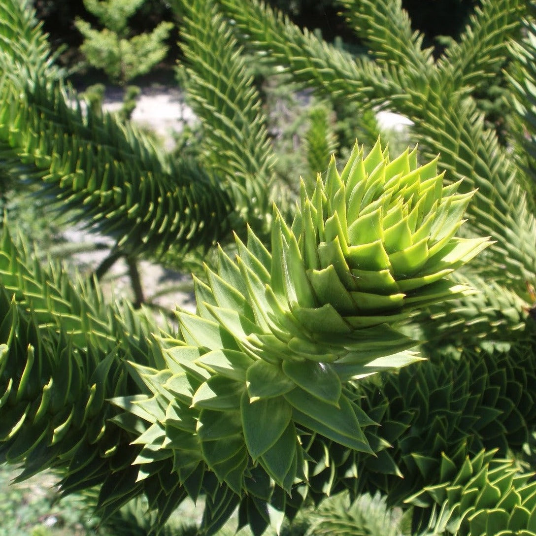 Araucaria araucana, Monkey Puzzle Tree