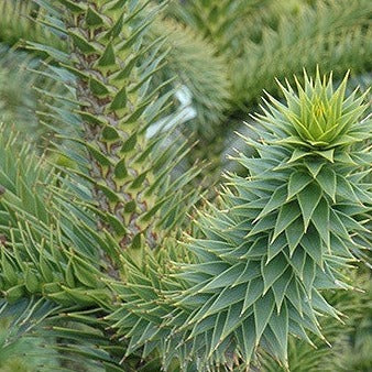 Araucaria araucana, Monkey Puzzle Tree