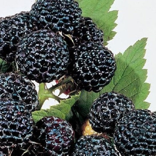 Buy Online Munger Black Raspberry Fruit Plants For Your Home & Garden