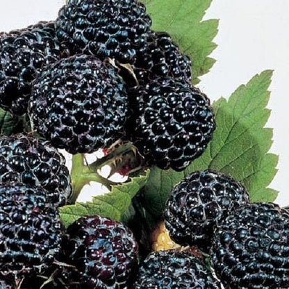 Buy Online Munger Black Raspberry Fruit Plants For Your Home & Garden