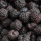 Buy Online Munger Black Raspberry Fruit Plants For Your Home & Garden