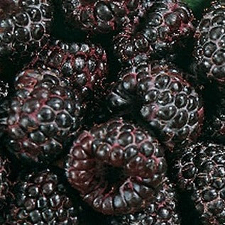 Buy Online Munger Black Raspberry Fruit Plants For Your Home & Garden