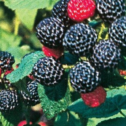 Buy Online Munger Black Raspberry Fruit Plants For Your Home & Garden