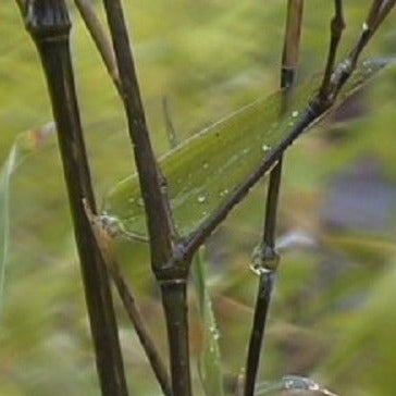 Buy Online Phyllostachys Nuda Nude Sheath Bamboo Plant For Your Garden