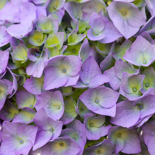 Onyx Peacock Bigleaf Hydrangea