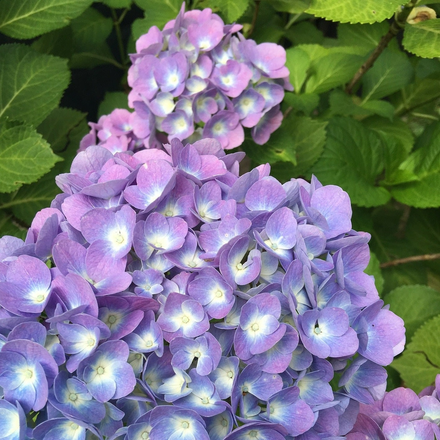 Onyx Peacock Bigleaf Hydrangea