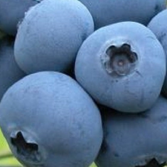 Biloxi Blueberry