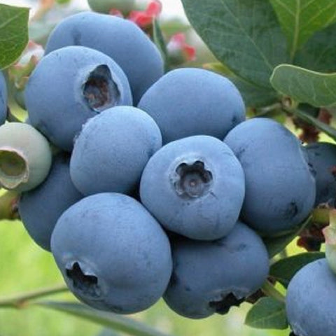 O’neal Blueberry