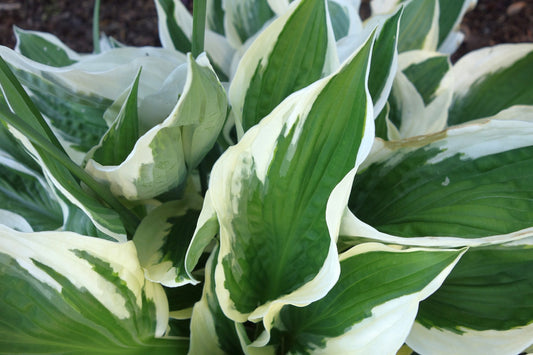 Patriot Hosta