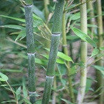 Phyllostachys Humilis Bamboo Plant For Your Home And Garden
