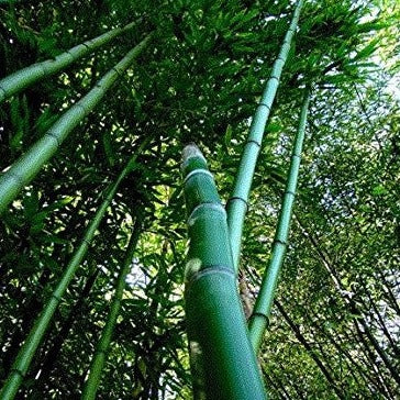 Buy Online Phyllostachys Vivax 'Huangwenzhu' Bamboo Plants