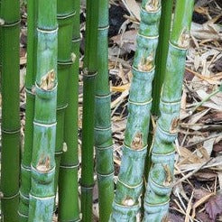 Buy Online Phyllostachys Aurea Golden Bamboo Plant For Your Garden.