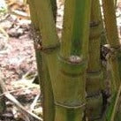 Phyllostachys Aurea 'Koi' Bamboo