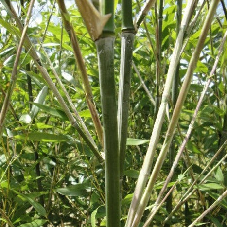 Buy Online Phyllostachys Bissetii Bamboo Plants For Your Home & Garden