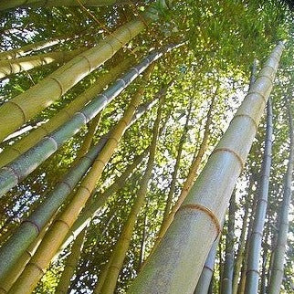 Buy Online Phyllostachys Vivax Giant Timber Bamboo PlantforYour Garden