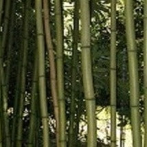 Buy Online Phyllostachys Vivax Giant Timber Bamboo PlantforYour Garden