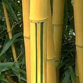Buy Online Phyllostachys Vivax Golden Bamboo Plant For Your Garden.