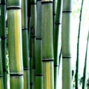 Buy Online Phyllostachys Vivax 'Huangwenzhu' Bamboo Plants