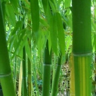 Buy Online Phyllostachys Vivax 'Huangwenzhu' Bamboo Plants
